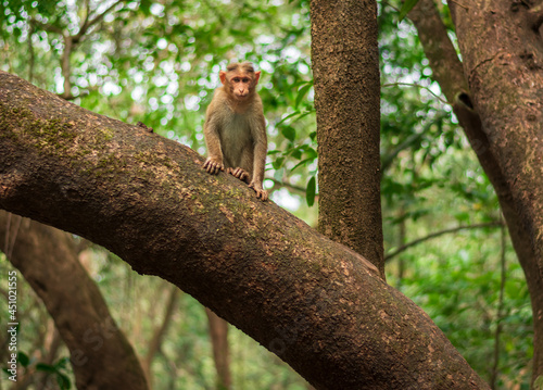 monkey on the tree