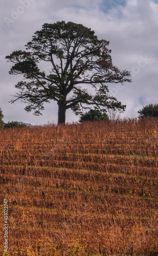 Tree on a slope in vineyard in Constantia Cape Town