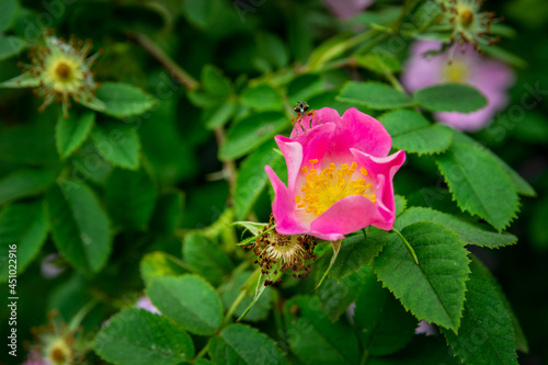 Pink rosehip flower among green leaves
