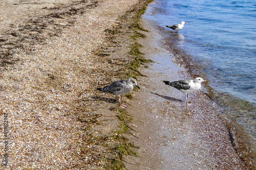 Young and adult Great black-backed gulls stand on the sandy-shell coast of the Black Sea in the Zaliznyi port (Kherson region, Ukraine). A family of birds drinking water in the sea photo