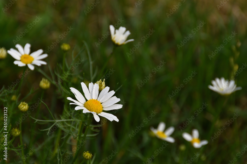 Chamomile close-up on a green park lawn on a sunny day.