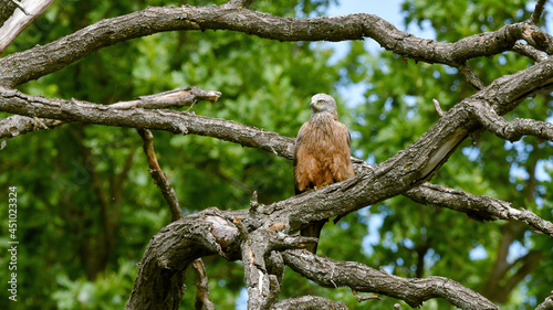 Wild steppe eagle sits on a tree branch outdoors on a summer sunny day in the wild, close-up, front view. Wild bird.