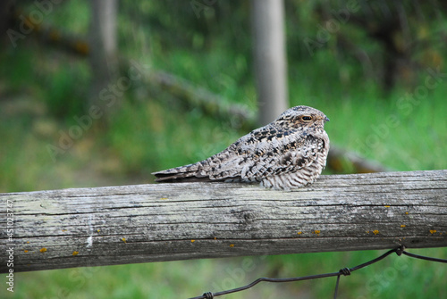A whippoorwill on a fence 
