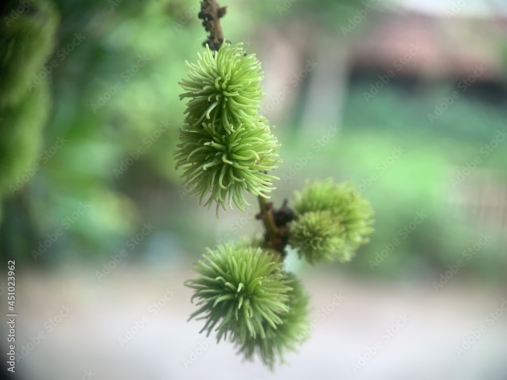 Rambutan fruit is still small and green, hanging on a brown twig. This rambutan cannot be harvested and eaten. Rambutan fruit is still small and green, hanging on a brown twig. This rambutan cannot be harvested and eaten.