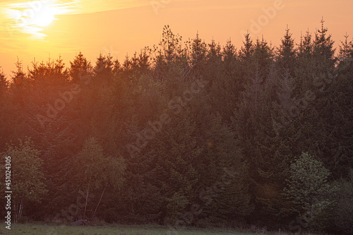 Coucher de soleil sur les conifères de la Fagne belge