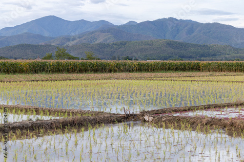 The landscape of rice fields in Thailand The young rice plant is growing. a field full of water clear sky, clouds, mountains rice field background