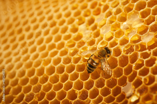 Macro photo of a bee on a honeycomb. National honey bee day. September honey month.