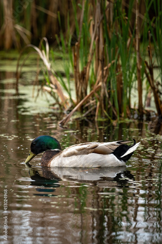 mallard duck feeding on a wetland pond