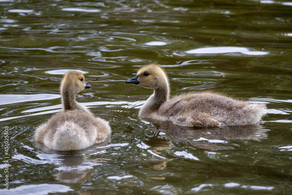 young goslings swimming in a local river