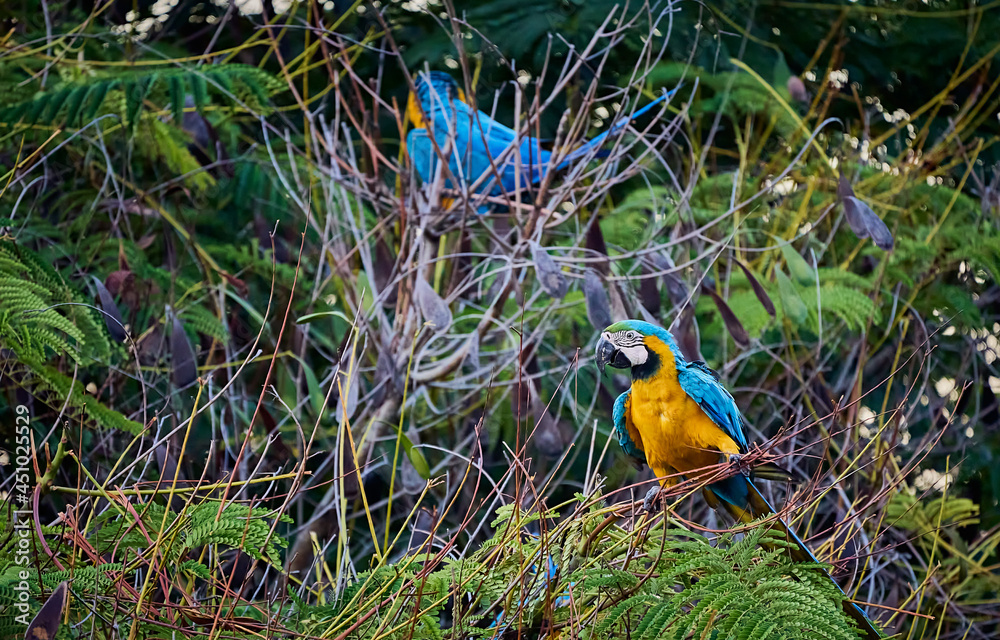 Obraz premium Colorful parrots commonly known as Guacamayas eating seeds on top of a tree branch