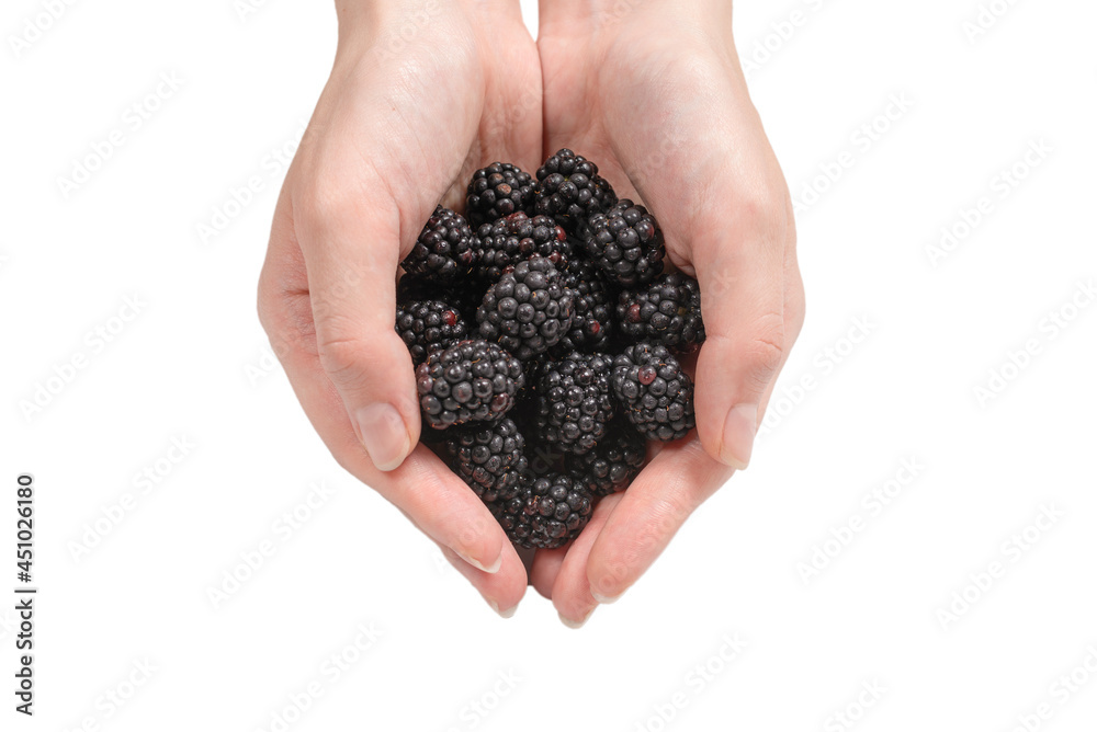 Blackberry kept in hands isolated on white background. Blackberry kept in hands isolated on white background.