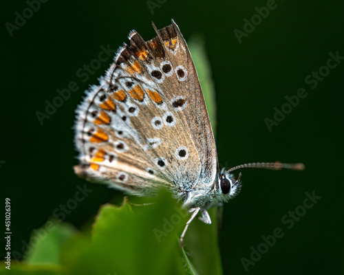Macro shot of a geranium argus butterfly on a leaf in front of a black background photo