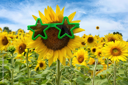 Yellow sunflower with green star sunglasses in Michigan sunflower field