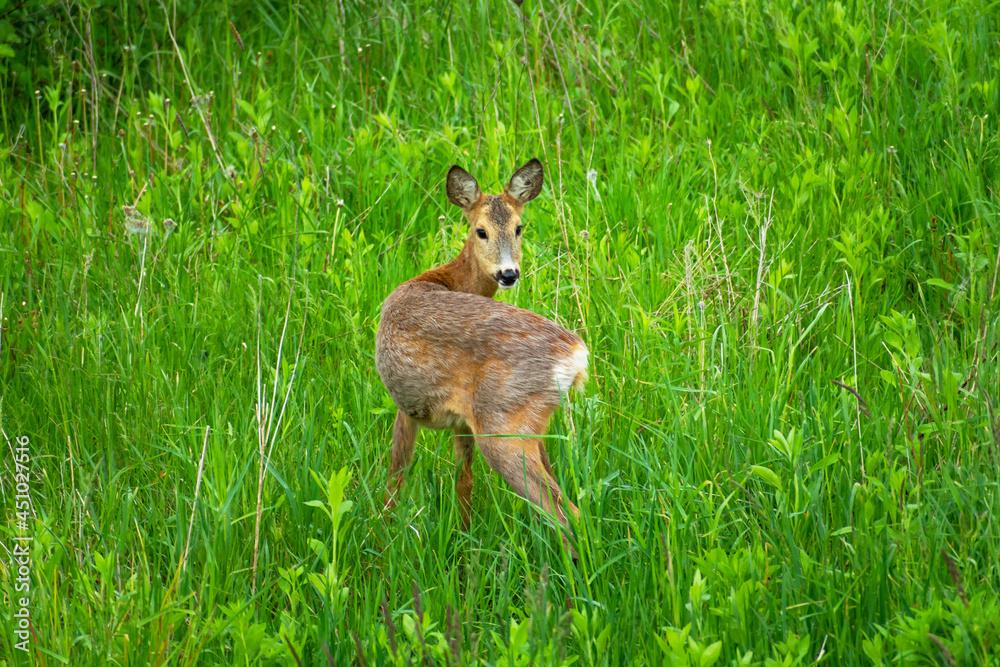 Fototapeta premium Young roe deer on the meadow