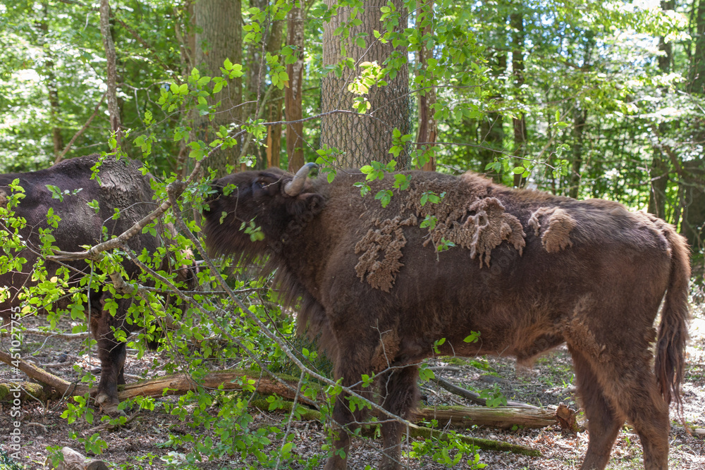 Brown buffalos between trees, Animals parc de sainte-croix Brown buffalos between trees, Animals parc de sainte-croix