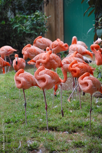 A flock of flamingos 