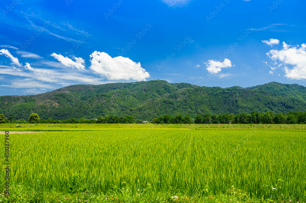 Fototapeta premium 夏の安曇野 田園と里山