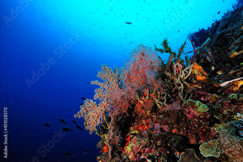 A picture of the coral reef © ScubaDiver
