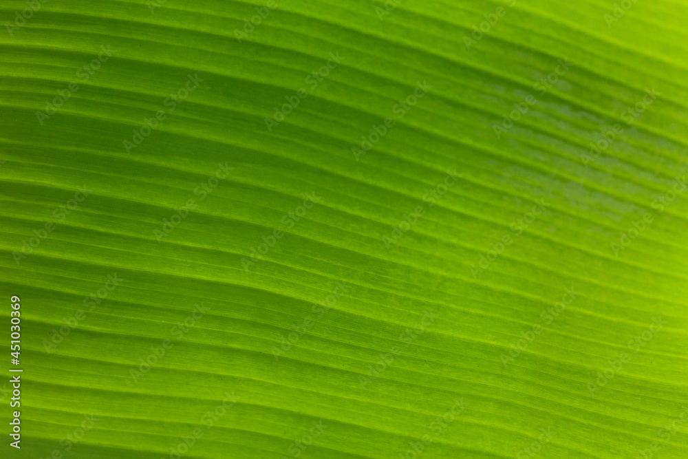 Texture background of backlight fresh green Leaf Texture background of backlight fresh green Leaf