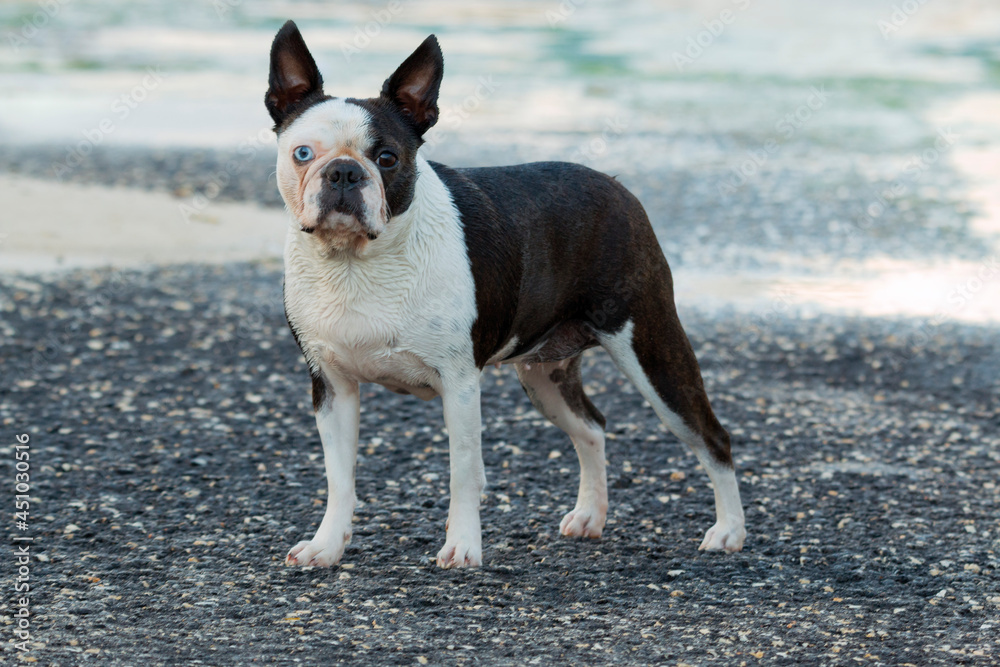 Dog with Heterochromia iridum (two colour eyes) Dog with Heterochromia iridum (two colour eyes)
