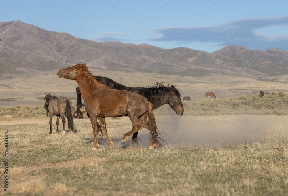 Pair of Wild Horse Stallions Fighting in the Utah Desert Pair of Wild Horse Stallions Fighting in the Utah Desert