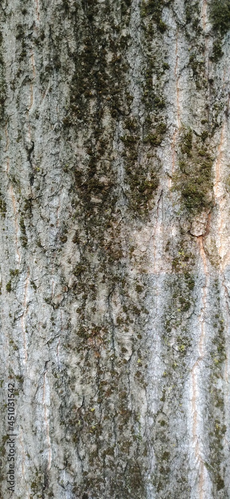 Obraz premium tree in water