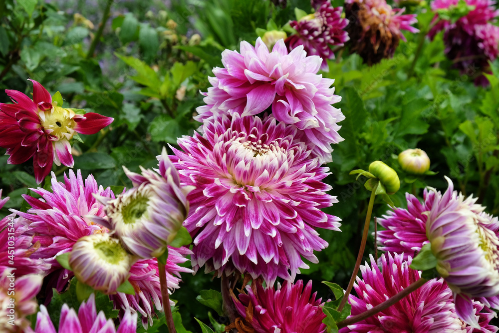 Dinner plate Dahlia 'Vancouver' in flower Dinner plate Dahlia 'Vancouver' in flower