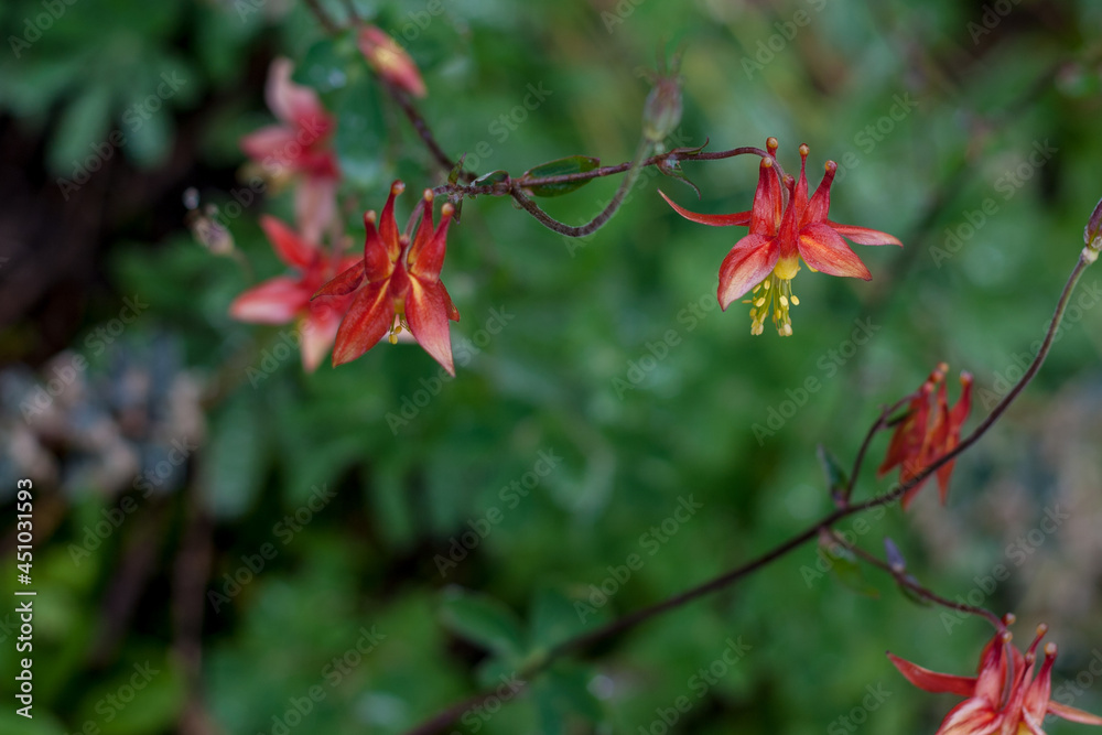 flowers flowers