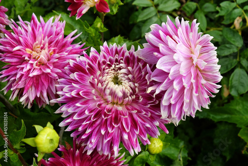 Dinner plate Dahlia  Vancouver  in flower