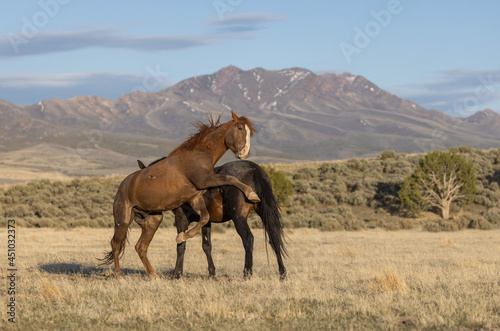 Pair of Wild Horse Stallions Fighting in the Utah Desert