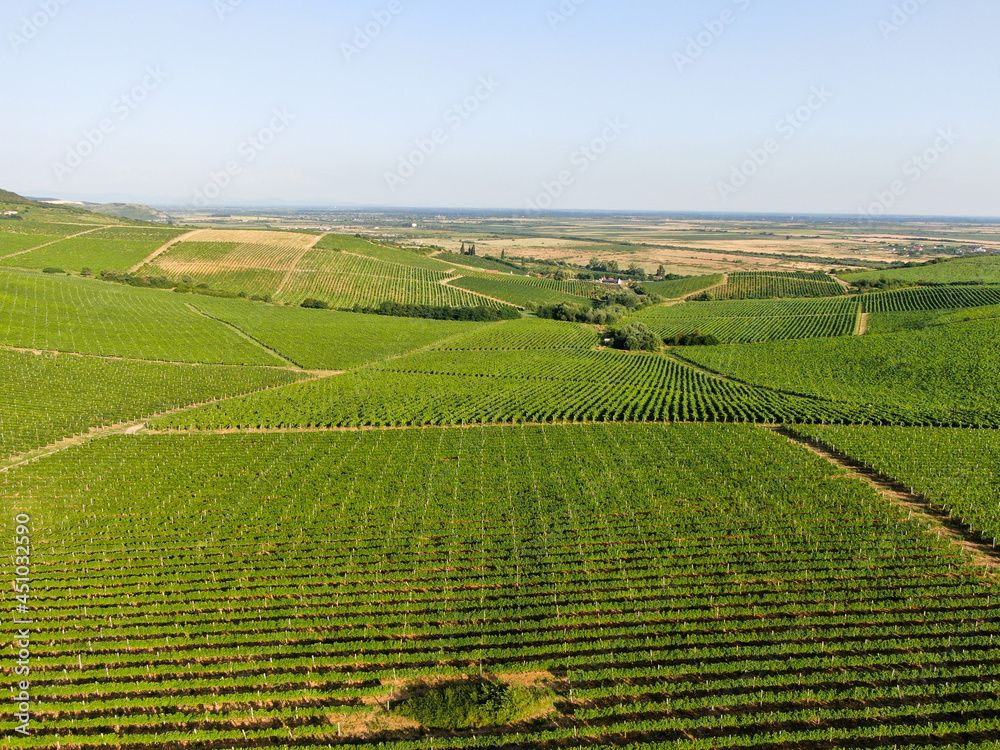 Vineyard Rural summer landscape. Aerial view.