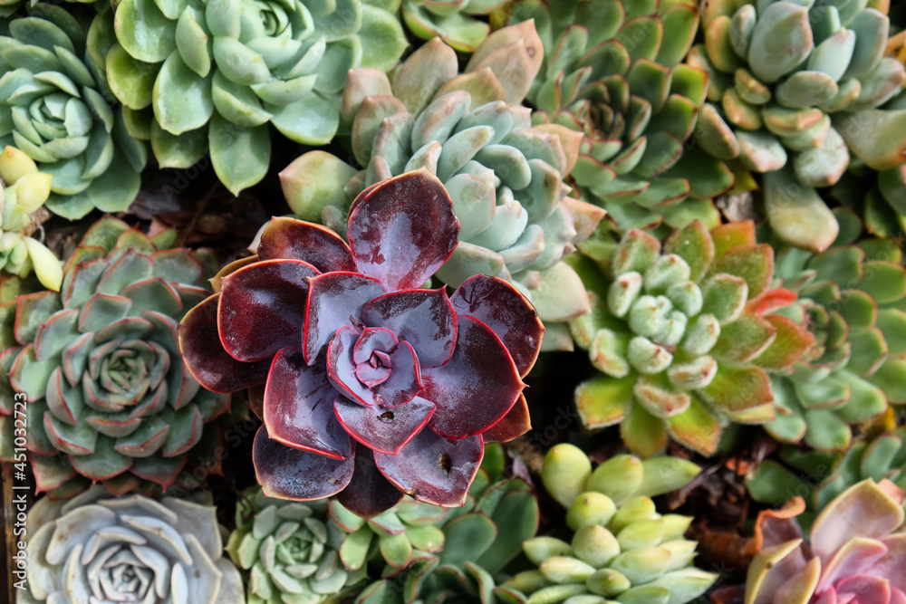 Sempervivum house leeks, also known as succulents. Sempervivum house leeks, also known as succulents.
