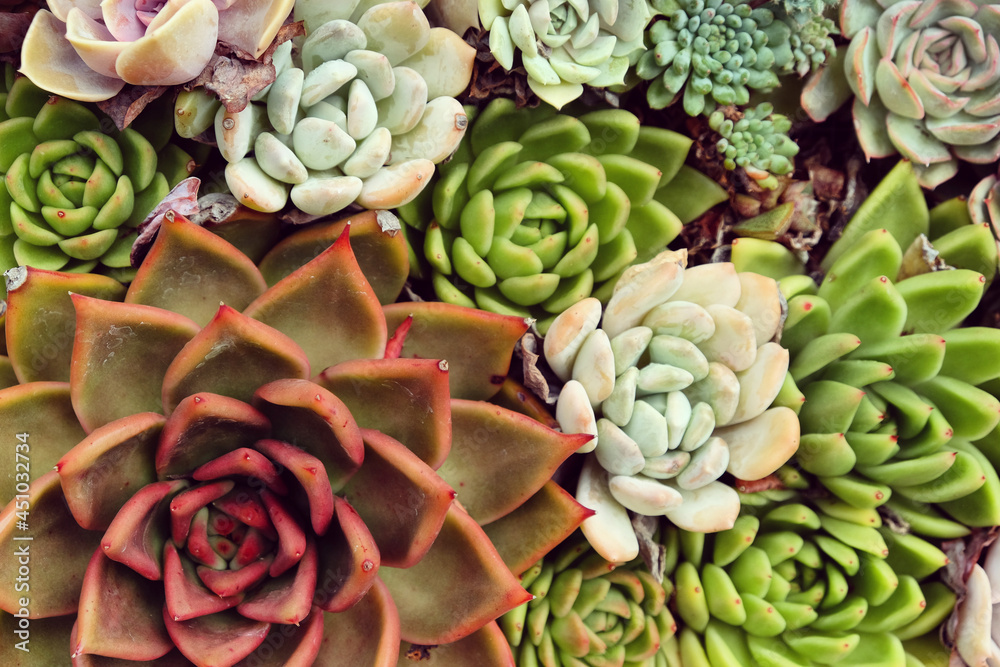 Sempervivum house leeks, also known as succulents. Sempervivum house leeks, also known as succulents.