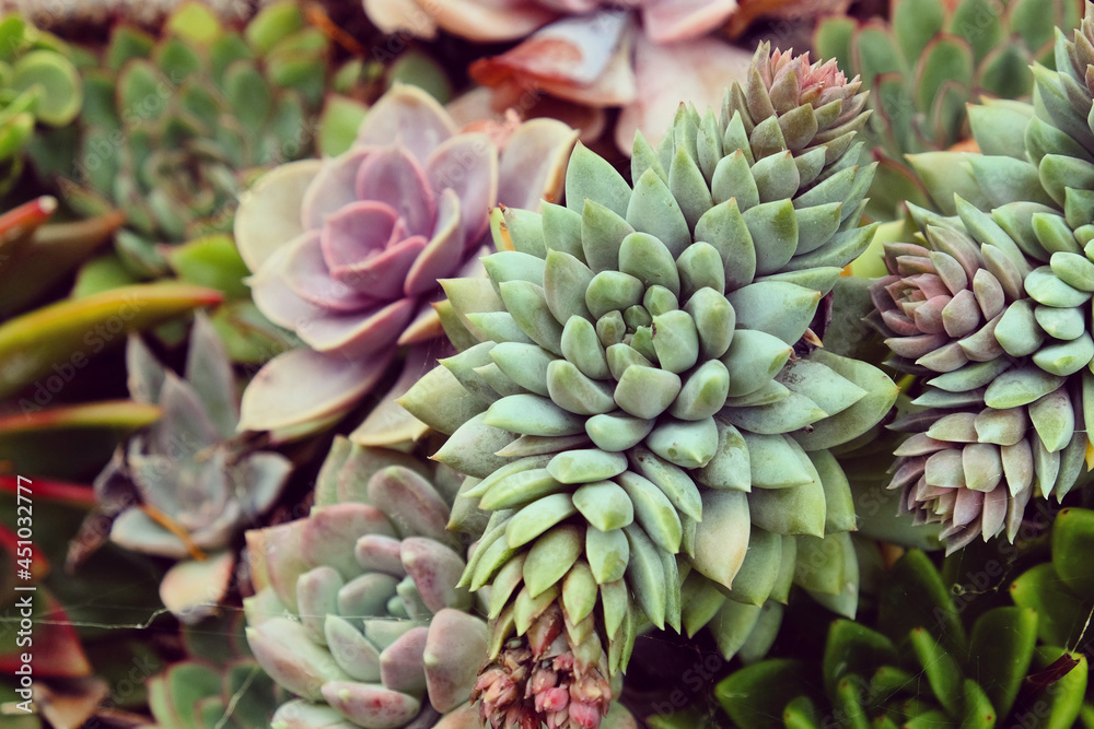 Sempervivum house leeks, also known as succulents. Sempervivum house leeks, also known as succulents.
