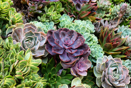 Sempervivum house leeks  also known as succulents.