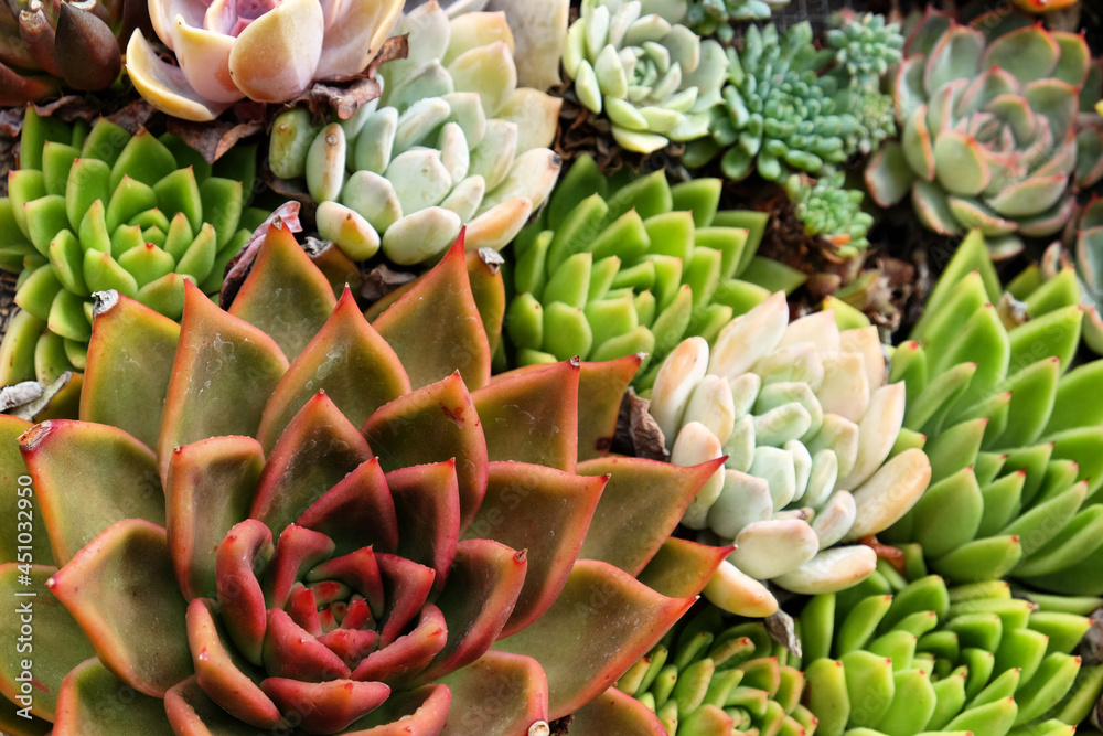 Sempervivum house leeks, also known as succulents.