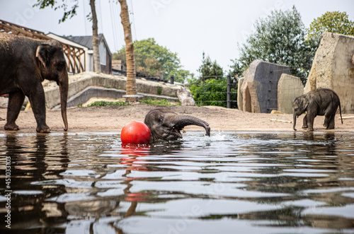Canvas Print Young elephant playin with a red ball in the water of the Artis Zoo elephant enc