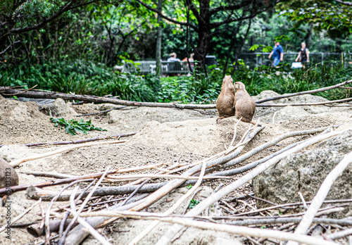 Photography A pair of Meerkats in Artis Zoo, Amsterdam