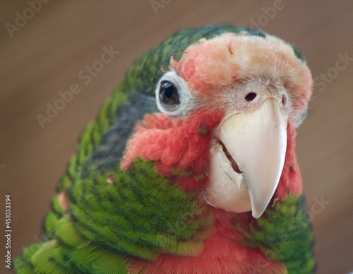 Cheeky Parrot