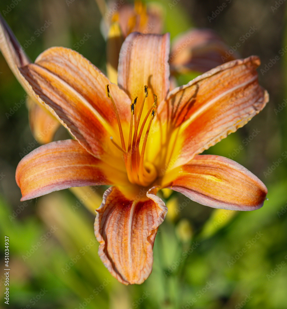 orange tiger lily orange tiger lily