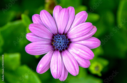 close up of pink daisy