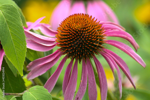 Cone Flower Closeup