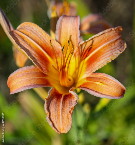 orange tiger lily
