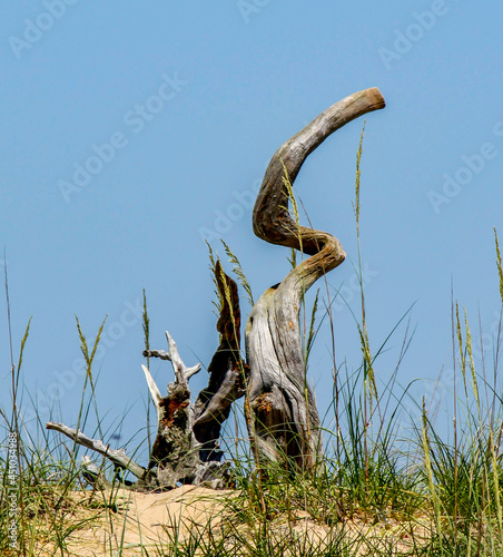 Driftwood upright