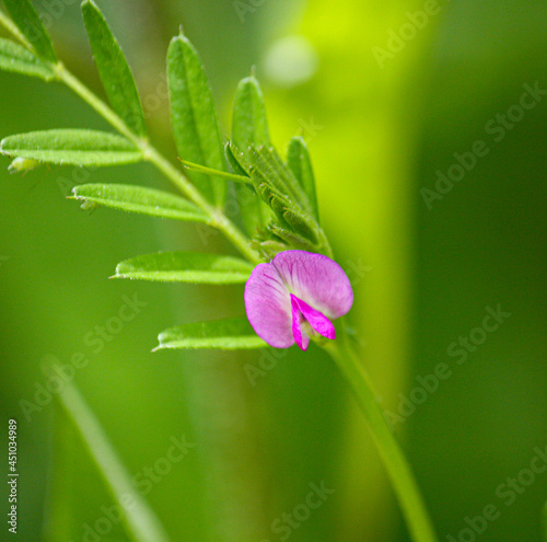 tiny pink flower