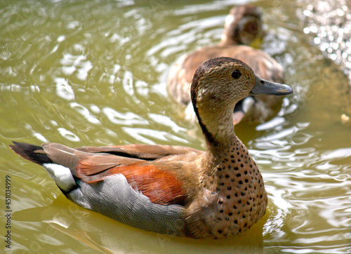 duck in water