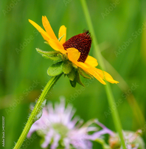Coneflower in profile