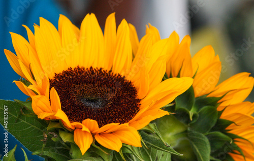 Sunflower with Petals up