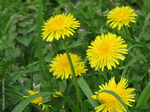 beautiful flowers of natural colors spring pollen aroma