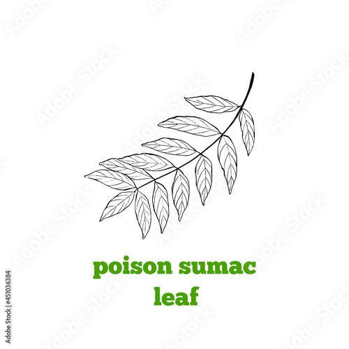 Hand drawing of Poison sumac toxic poisonous plant in vintage engraving style